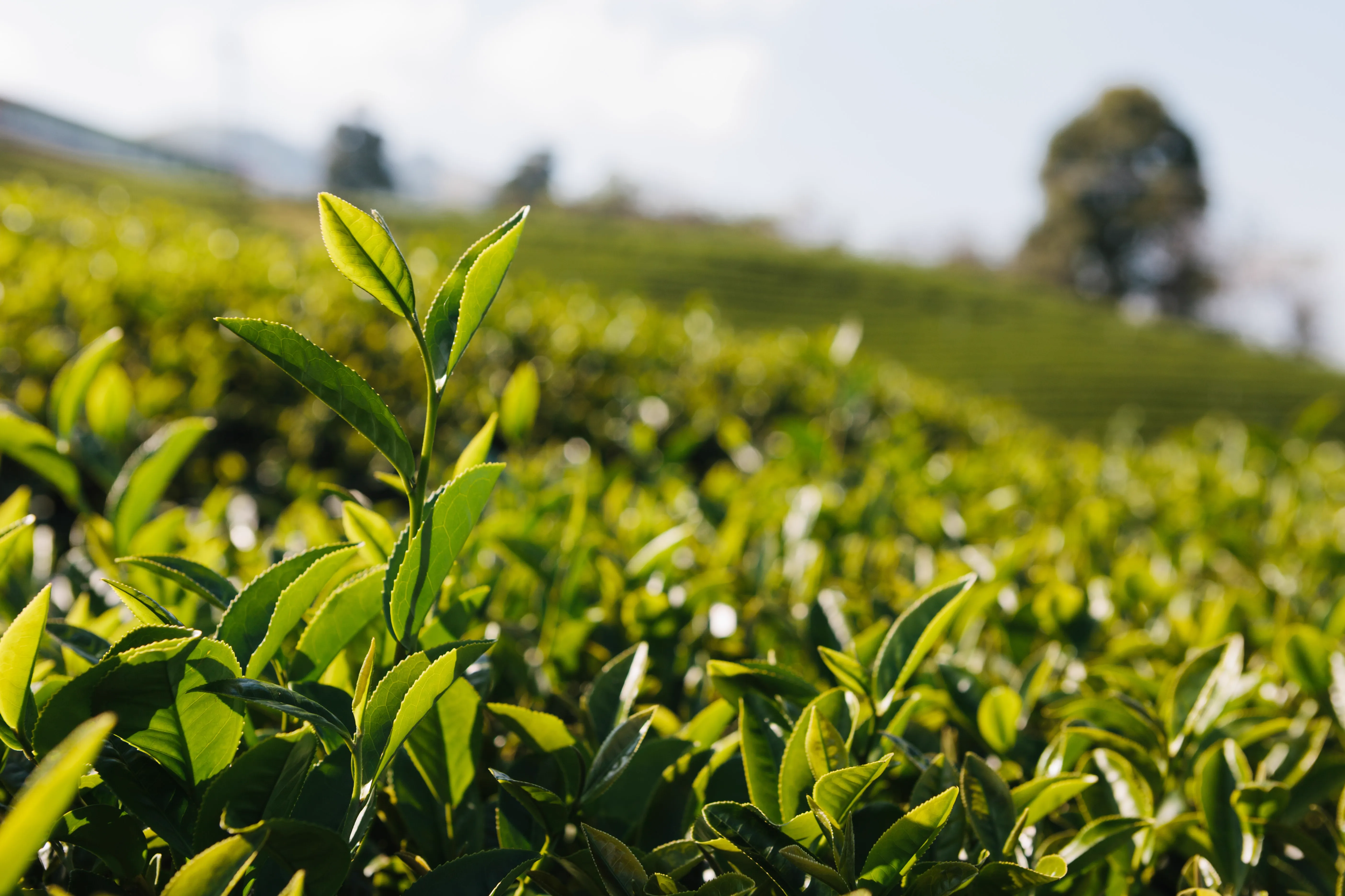 Tea plantation trail near Haputale